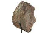 Fossil Sauropod Vertebra Section with Metal Stand - Colorado #350602-3